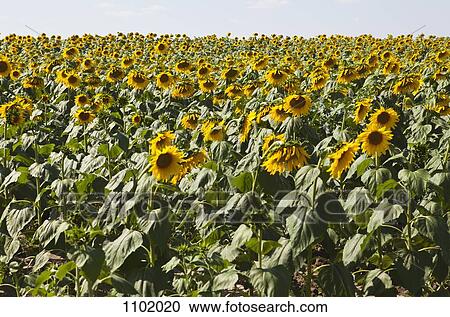 Stock Image - A field of cultivated sunflowers. Fotosearch