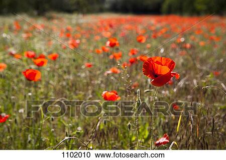 A field of poppy flowers View Large Photo Image Stock Image - A field of poppy flowers. Fotosearch