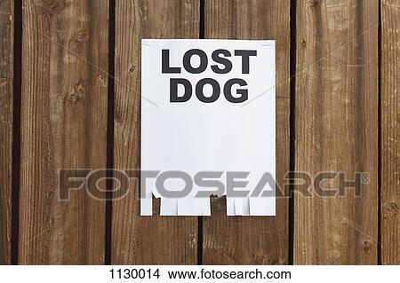 A flyer posted on a wooden fence with the words LOST DOG on it View Large Photo Image Picture - A flyer posted on a wooden fence with the words LOST DOG on it. Fotosearch