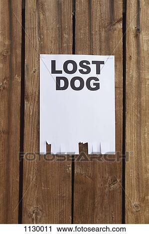A flyer posted on a wooden fence with the words LOST DOG on it View Large Photo Image Stock Image - A flyer posted on a wooden fence with the words LOST DOG on it. Fotosearch