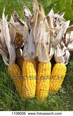 Stock Photograph - A group of corn on the cobs with husks. Fotosearch