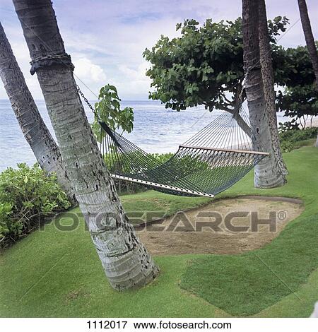 Stock Photo - A hammock hanging from two palm trees, Maui, Hawaii. Fotosearch