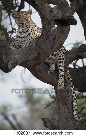 A leopard lying in the branches of a bare tree View Large Photo Image Stock Photo - A leopard lying in the branches of a bare tree. Fotosearch