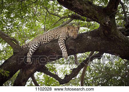 A leopard lying on a tree branch, looking away View Large Photo Image Stock Photo - A leopard lying on a tree branch, looking away. Fotosearch