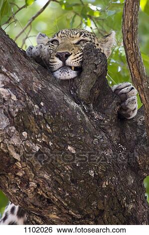 Stock Photograph - A leopard rubbing its face against tree bark. Fotosearch