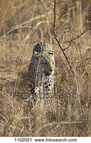 A leopard stalking through grass View Large Photo Image Stock Image - A leopard stalking through grass. Fotosearch