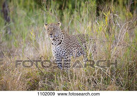 A leopard standing alertly in grass View Large Photo Image Stock Photo - A leopard standing alertly in grass. Fotosearch