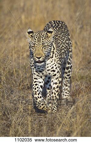 A leopard walking through grass View Large Photo Image Stock Photography - A leopard walking through grass. Fotosearch