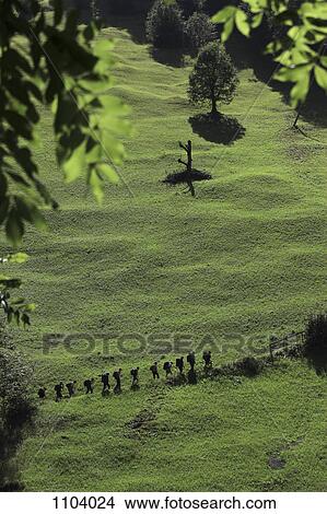 A line of hikers, Lauterbrunnen, Switzerland View Large Photo Image Picture - A line of hikers, Lauterbrunnen, Switzerland. Fotosearch