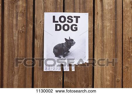 Stock Image - A lost dog flyer posted on a wooden fence. Fotosearch