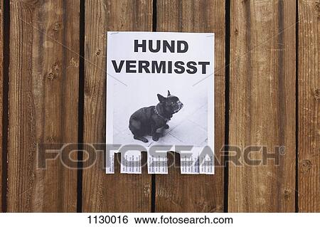 A lost dog in flyer in German posted on a wooden fence View Large Photo Image Stock Photograph - A lost dog in flyer in German posted on a wooden fence. Fotosearch