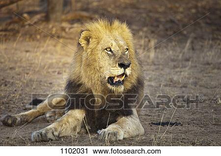 Stock Image - A male lion lying down, sunlight shining on face. Fotosearch