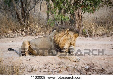 Stock Photo - A male lion rubbing his face with his paw. Fotosearch