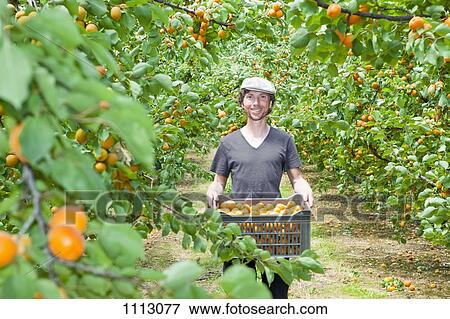 A man holding a crate full of apricots in an orchard View Large Photo Image Stock Photo - A man holding a crate full of apricots in an orchard. Fotosearch
