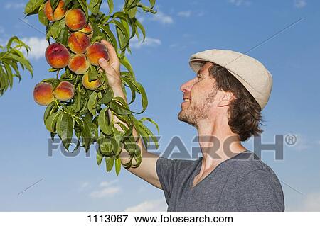 A man picking an peach off an apricot tree View Large Photo Image Stock Photo - A man picking an peach off an apricot tree. Fotosearch