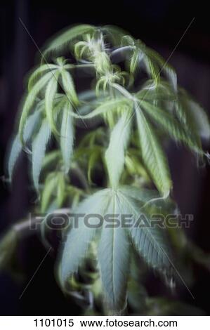 Stock Photography - A marijuana plant. Fotosearch