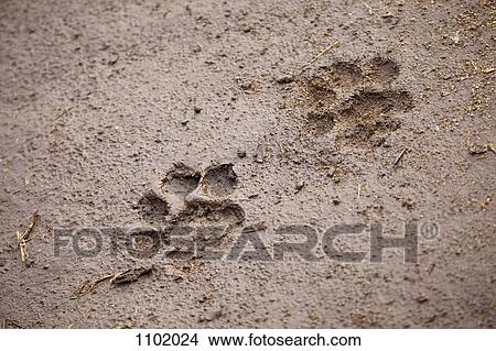 A pair of lion paw prints, close-up View Large Photo Image Picture - A pair of lion paw prints, close-up. Fotosearch