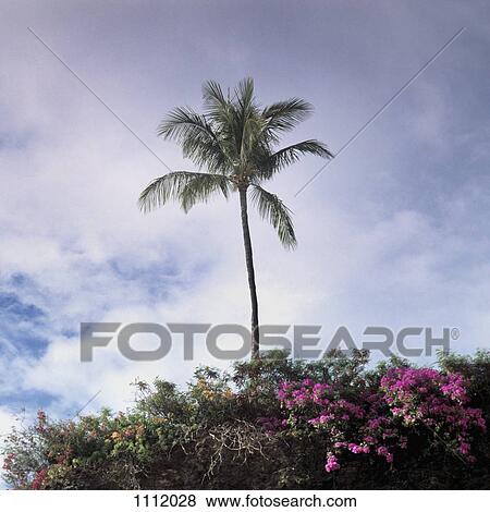 A palm tree and lush foliage, Maui, Hawaii View Large Photo Image Stock Photo - A palm tree and lush foliage, Maui, Hawaii. Fotosearch