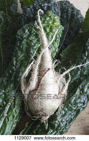 A parsnip and leaves of chard View Large Photo Image Stock Photo - A parsnip and leaves of chard. Fotosearch