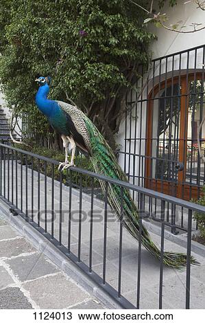 Stock Image - A peacock perched on a railing. Fotosearch