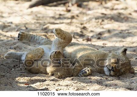 Stock Photography - A playful lion cub lying next to another cub sleeping. Fotosearch