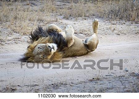 A playful male lion lying on his back View Large Photo Image Stock Image - A playful male lion lying on his back. Fotosearch
