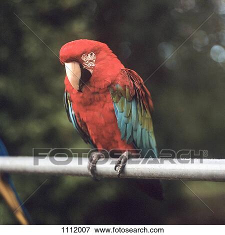 A Scarlet Macaw perched on a railing View Large Photo Image Stock Photo - A Scarlet Macaw perched on a railing. Fotosearch