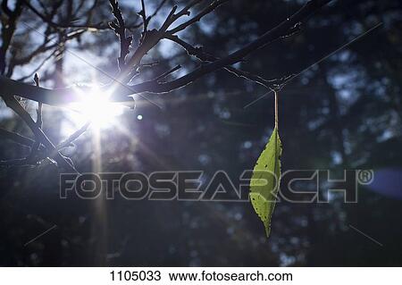 A single leaf growing on a branch View Large Photo Image Stock Image - A single leaf growing on a branch. Fotosearch