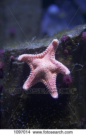 A starfish underwater View Large Photo Image Picture - A starfish underwater. Fotosearch