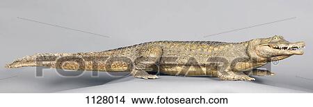 A stuffed alligator View Large Photo Image Picture - A stuffed alligator. Fotosearch