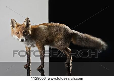 A stuffed fox View Large Photo Image Stock Photograph - A stuffed fox. Fotosearch