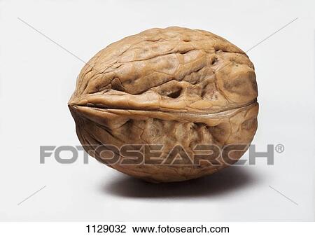 Stock Image - A walnut. Fotosearch