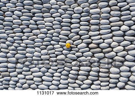 A yellow wildflower growing amongst an arrangement of smooth stones View Large Photo Image Stock Photo - A yellow wildflower growing amongst an arrangement of smooth stones. Fotosearch