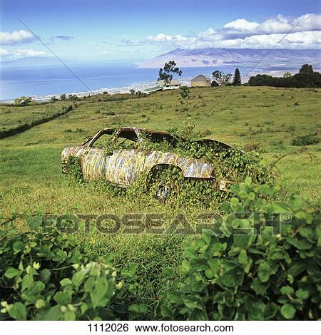 An abandoned car with ivy growing in and around it View Large Photo Image Stock Photograph - An abandoned car with ivy growing in and around it. Fotosearch