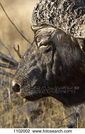 An African Buffalo, close-up headshot View Large Photo Image Stock Image - An African Buffalo, close-up headshot. Fotosearch
