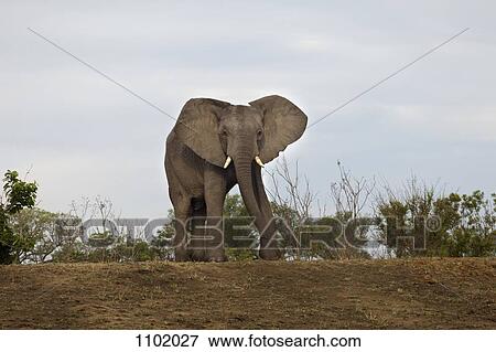 Stock Photo - An African Elephant walking towards camera. Fotosearch