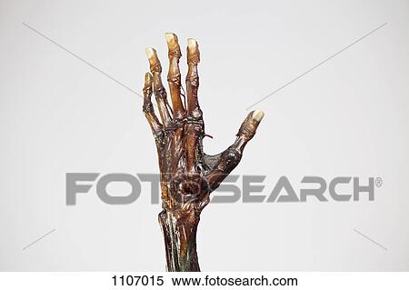 An anatomical model of a mummified human hand View Large Photo Image Stock Photography - An anatomical model of a mummified human hand. Fotosearch