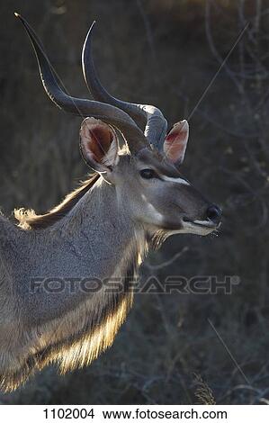 An antelope looking away, side view, head and shoulders View Large Photo Image Picture - An antelope looking away, side view, head and shoulders. Fotosearch
