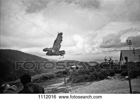 An owl in flight View Large Photo Image Stock Photograph - An owl in flight. Fotosearch