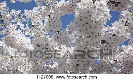 Stock Photo - Apple blossom flowers against blue sky. Fotosearch