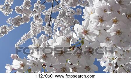Stock Image - Apple blossoms against blue sky. Fotosearch