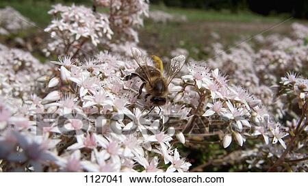 Bee on apple blossom tree View Large Photo Image Stock Image - Bee on apple blossom tree. Fotosearch