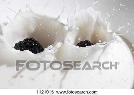 Blackberries falling into milk View Large Photo Image Stock Photography - Blackberries falling into milk. Fotosearch