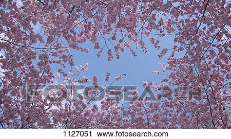 Stock Image - Cherry blossoms against blue sky. Fotosearch