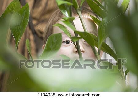 Child peeking behind plant View Large Photo Image Stock Photo - Child peeking behind plant. Fotosearch