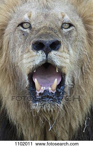 Close-up, male lion panting, looking at camera View Large Photo Image Stock Image - Close-up, male lion panting, looking at camera. Fotosearch