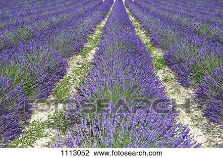 Cultivated lavender growing in a field View Large Photo Image Stock Image - Cultivated lavender growing in a field. Fotosearch