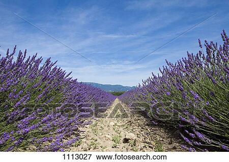 Cultivated lavender growing in a field View Large Photo Image Stock Photo - Cultivated lavender growing in a field. Fotosearch