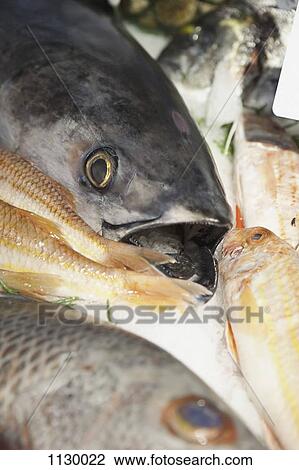 Dead fish on crushed ice, close-up View Large Photo Image Stock Image - Dead fish on crushed ice, close-up. Fotosearch