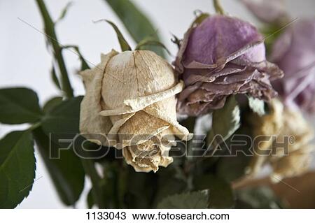 Dead roses, close-up View Large Photo Image Stock Image - Dead roses, close-up. Fotosearch